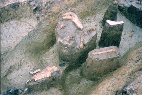 下田町遺跡：馬の骨が発見された溝