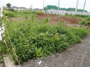 大木戸遺跡(第21次) (さいたま市)