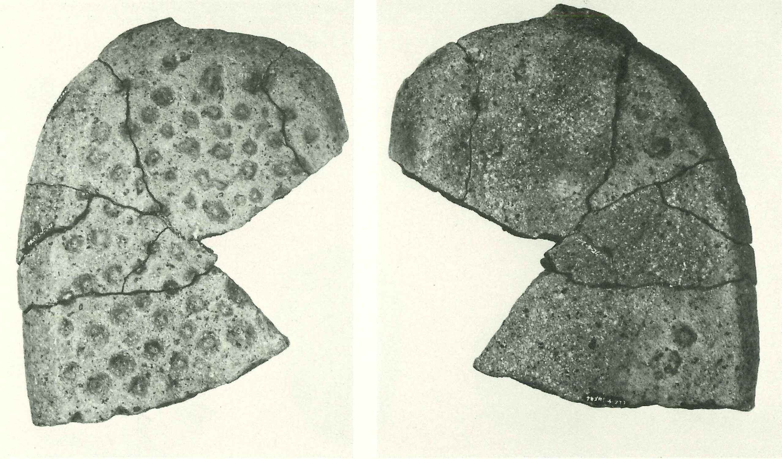 中郷  なかごう