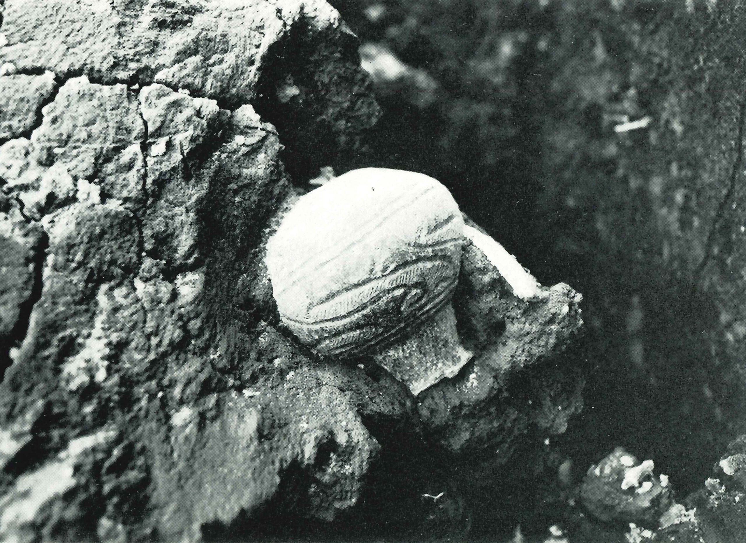 ささら(Ⅱ)ささら(Ⅱ)