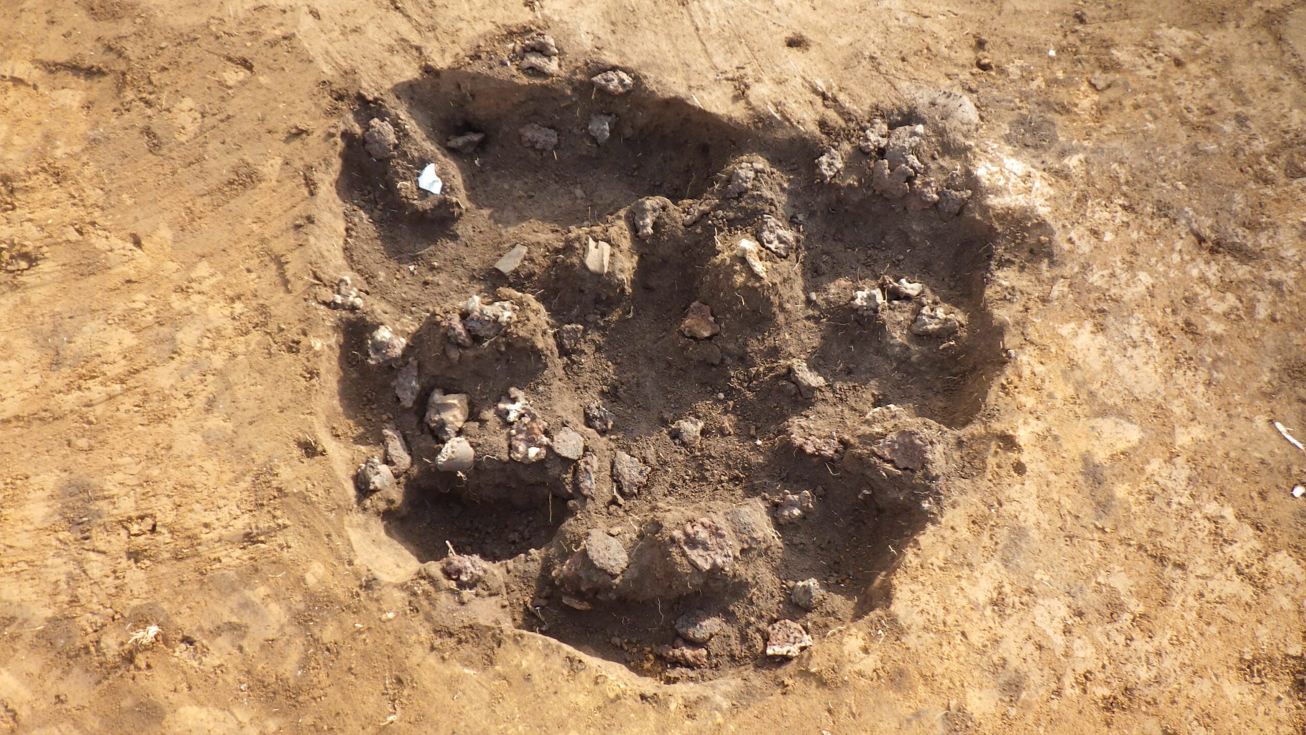 新井堀の内遺跡
